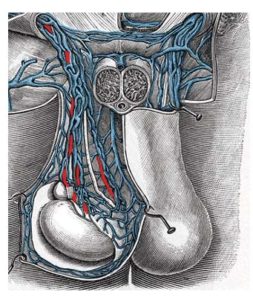 blood-supply-of-the-spermatic-cord