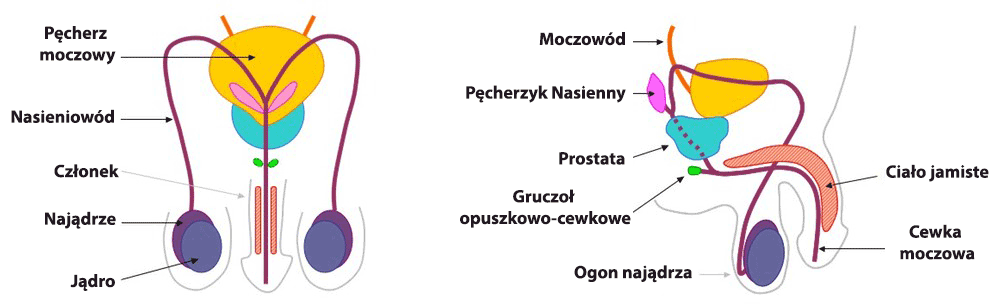 tying the testicles, ligation of the vas deferens, tying of the vas deferens